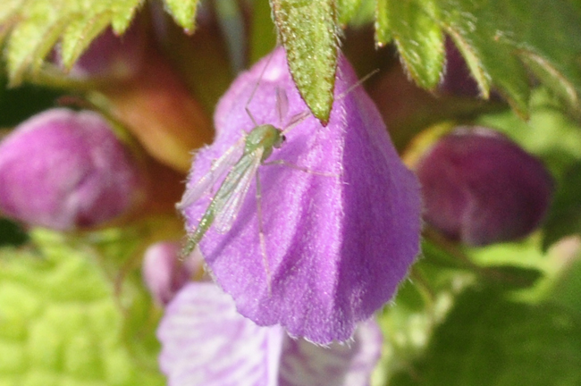 Un aiuto per determinare questo piccolo insetto:Chironomidae